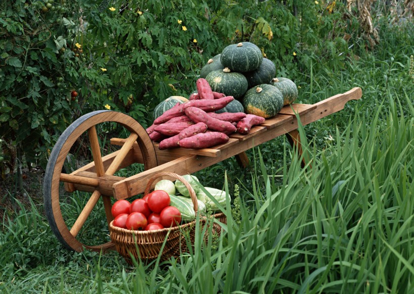 点击大图看下一张：丰收蔬菜图片