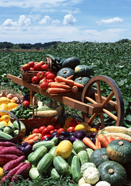 点击大图看下一张：丰收蔬菜图片