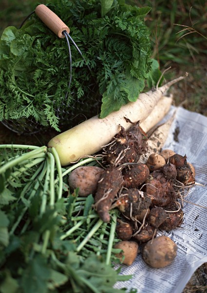 点击大图看下一张：蔬菜丰收图片