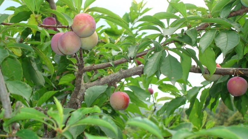 点击大图看下一张：树上的桃子图片