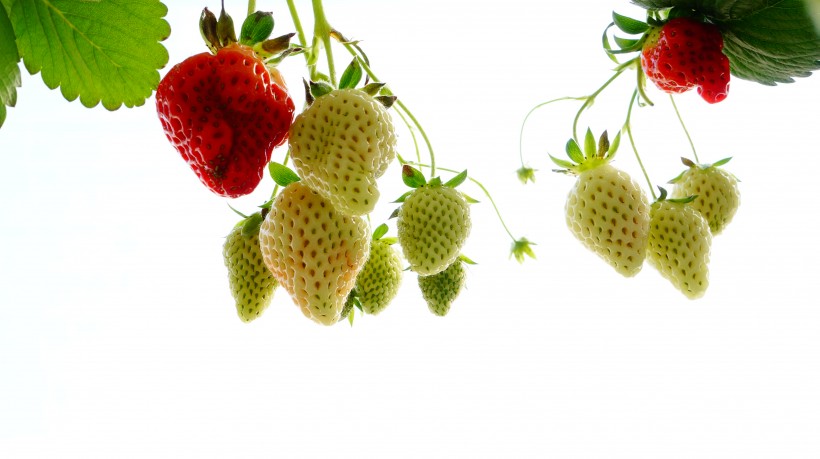 点击大图看下一张：未成熟的草莓图片