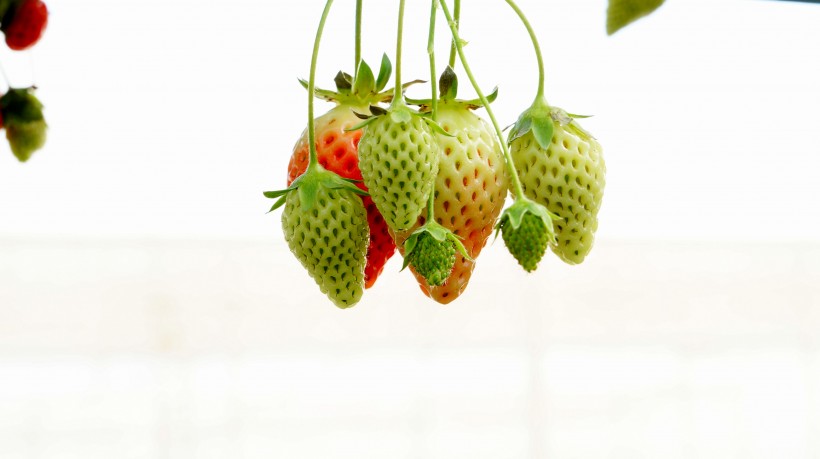 点击大图看下一张：未成熟的草莓图片