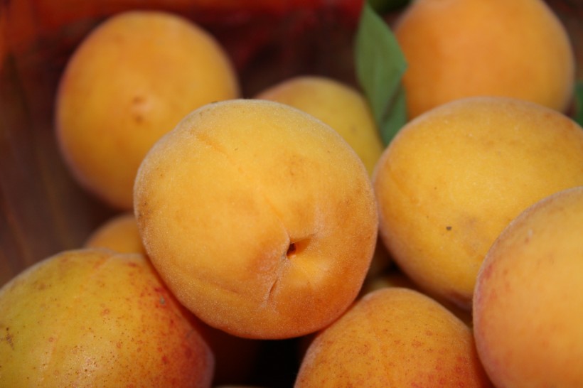 点击大图看下一张：酸甜可口的杏图片