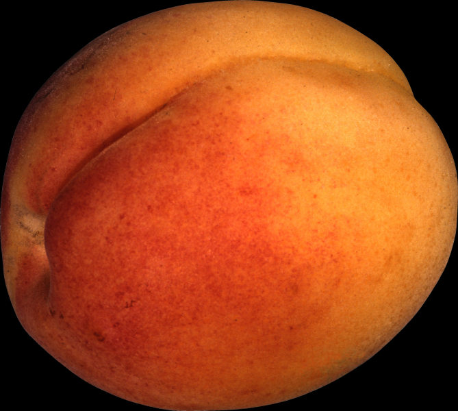 点击大图看下一张：桃子透明背景PNG图片