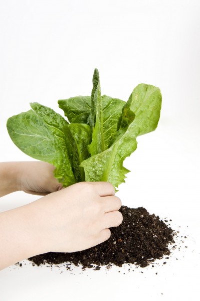 点击大图看下一张：天然健康食品风格图片