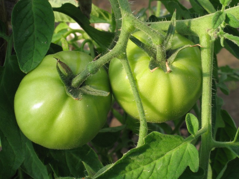 点击大图看下一张：未成熟的西红柿图片