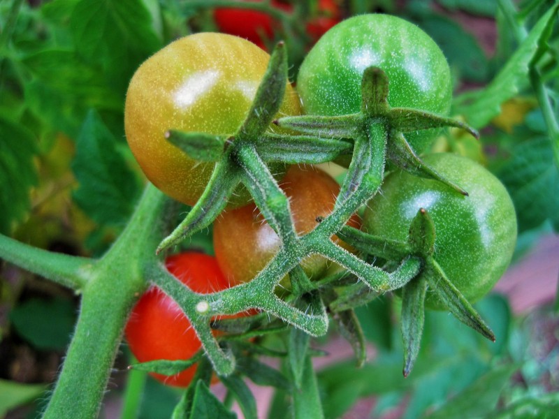 点击大图看下一张：未成熟的西红柿图片