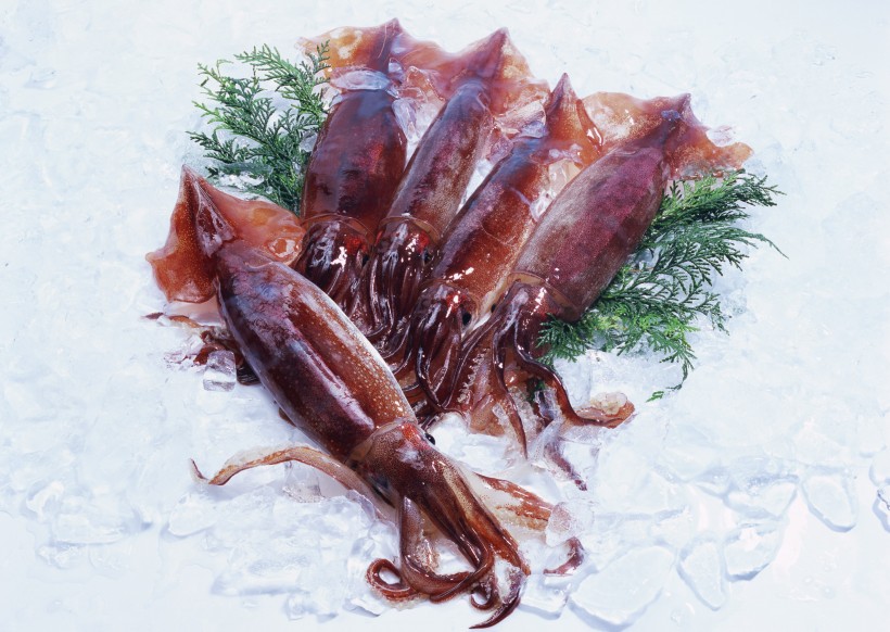 点击大图看下一张：海鲜食材乌贼的图片