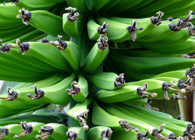 点击大图看下一张：一堆香蕉图片