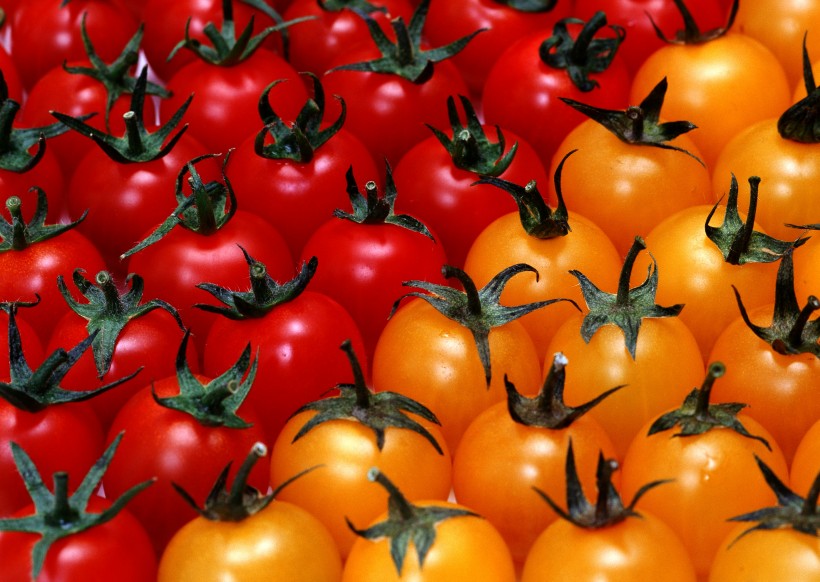 点击大图看下一张：红红的小西红柿图片