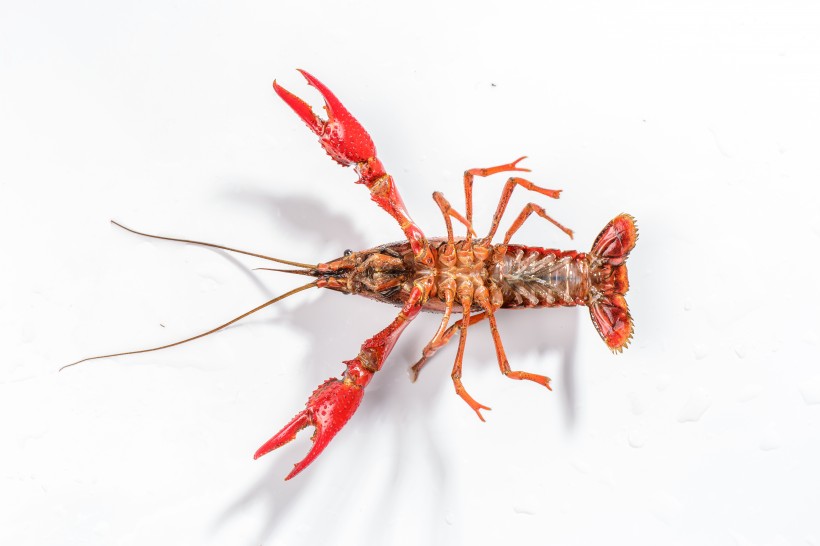 点击大图看下一张:鲜活的小龙虾图片