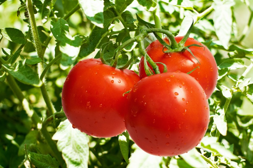 点击大图看下一张：各种各样的西红柿图片