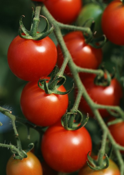 点击大图看下一张:西红柿图片