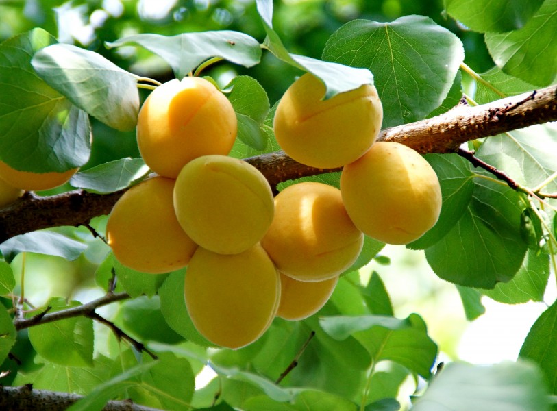 点击大图看下一张：黄澄澄的杏子图片