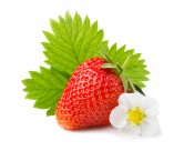 新鲜的草莓图片_11张