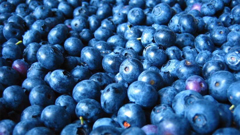 点击大图看下一张：新鲜欲滴的蓝莓图片