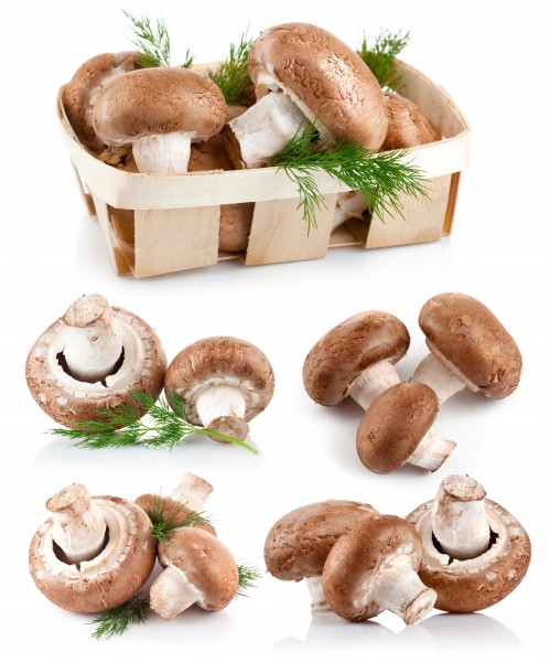点击大图看下一张：新鲜的蘑菇图片