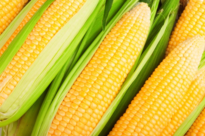 点击大图看下一张：新鲜的嫩玉米图片