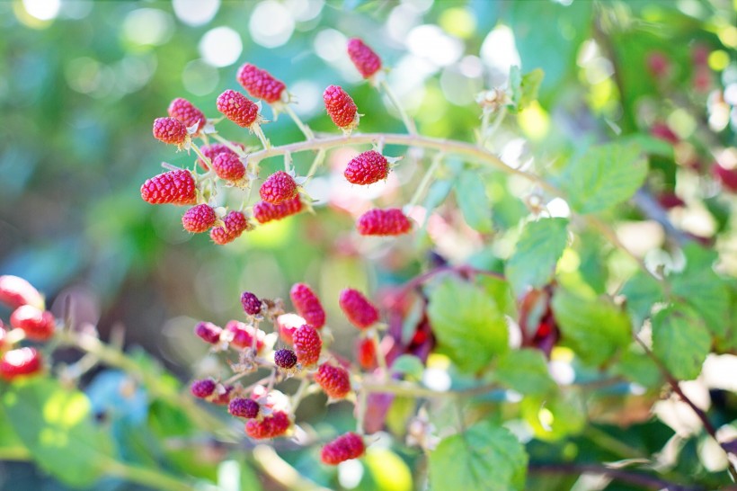 点击大图看下一张：新鲜的树莓图片