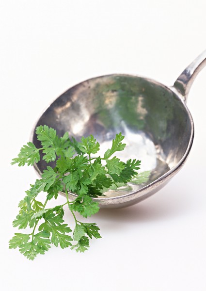 点击大图看下一张：新鲜香草香料图片