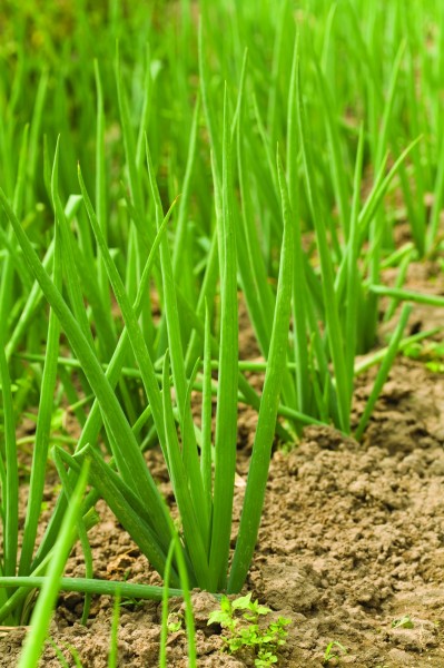 点击大图看下一张：新鲜栽培蔬菜图片