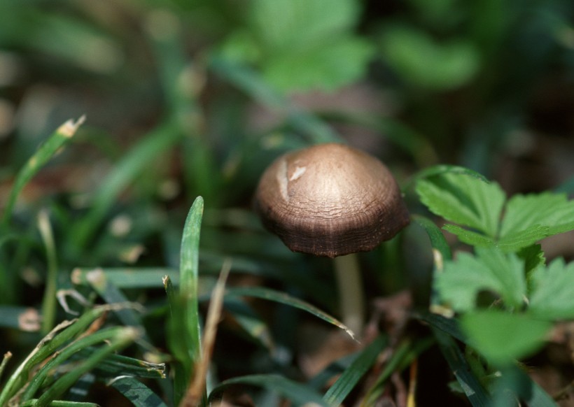 点击大图看下一张：野生蘑菇图片