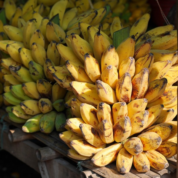 点击大图看下一张：一串串的香蕉图片