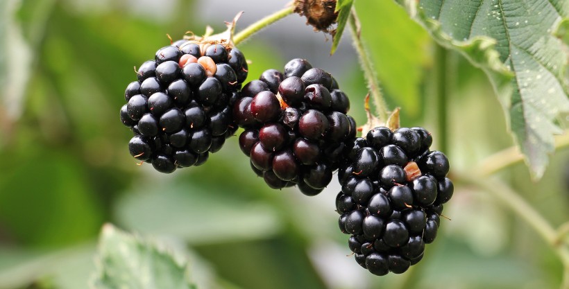 点击大图看下一张：营养丰富的黑莓水果图片