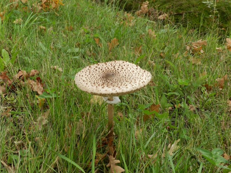 点击大图看下一张：生长在地上的一只蘑菇图片
