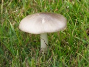 生长在地上的一只蘑菇图片_16张