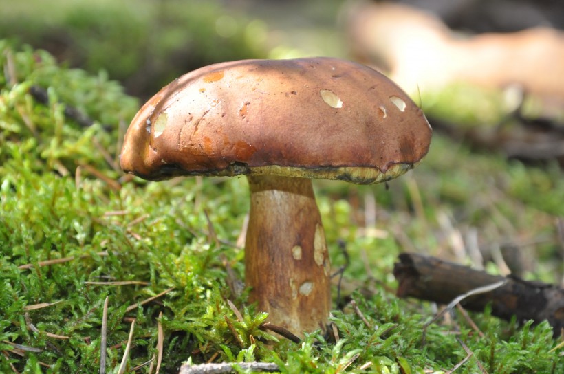 点击大图看下一张：生长在地上的一只蘑菇图片