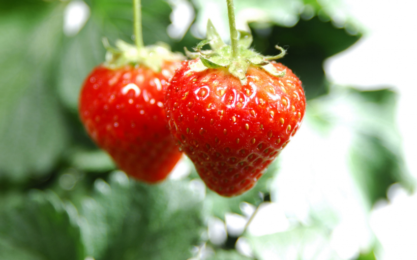 点击大图看下一张：清新诱人的小草莓图片