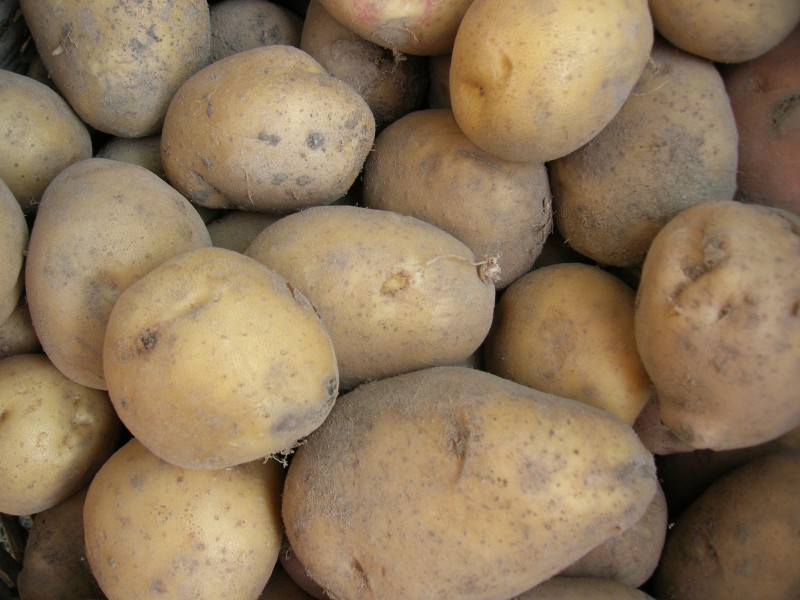 点击大图看下一张：有营养的土豆图片