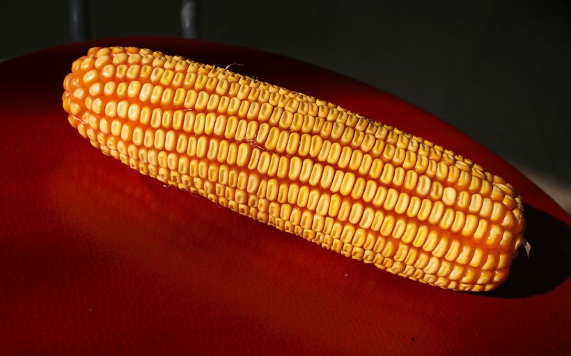 点击大图看下一张：玉米图片