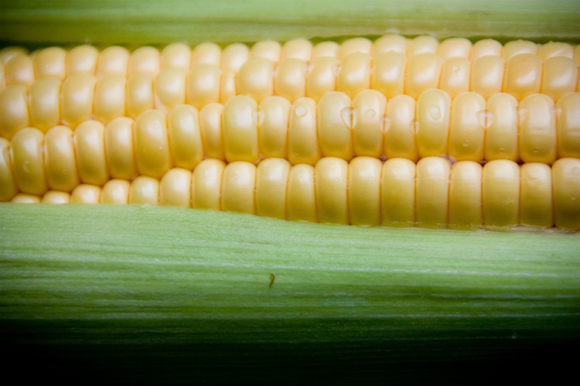 点击大图看下一张：金黄的玉米图片