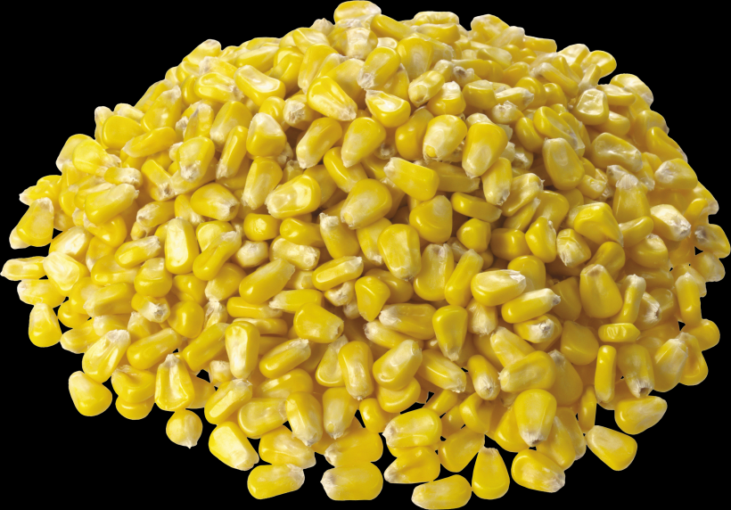 点击大图看下一张：玉米透明背景PNG图片