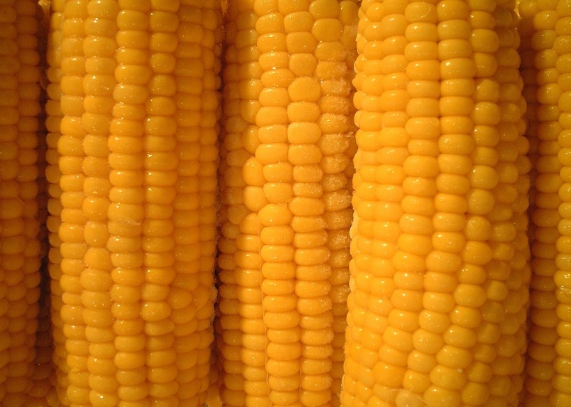 点击大图看下一张：金黄的玉米图片