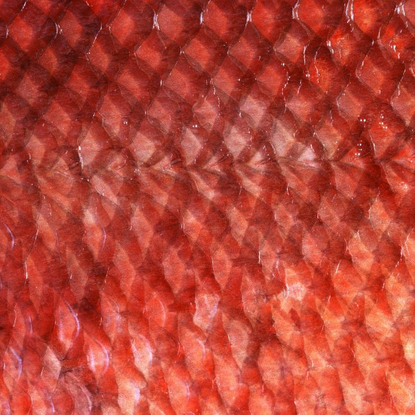 点击大图看下一张:鱼肉类背景图片