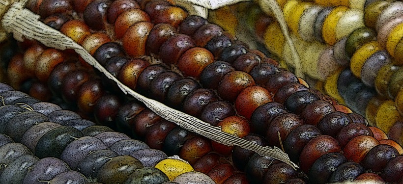 点击大图看下一张：颜色各异的玉米图片
