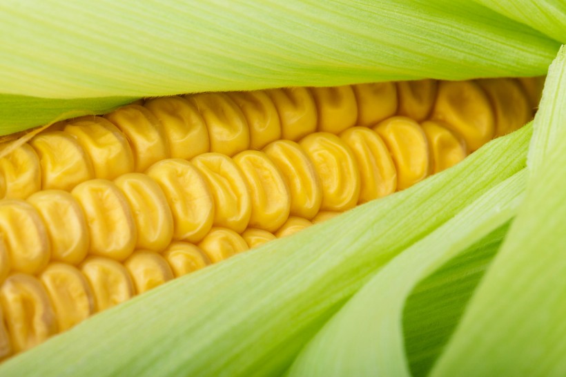 点击大图看下一张：颜色各异的玉米图片