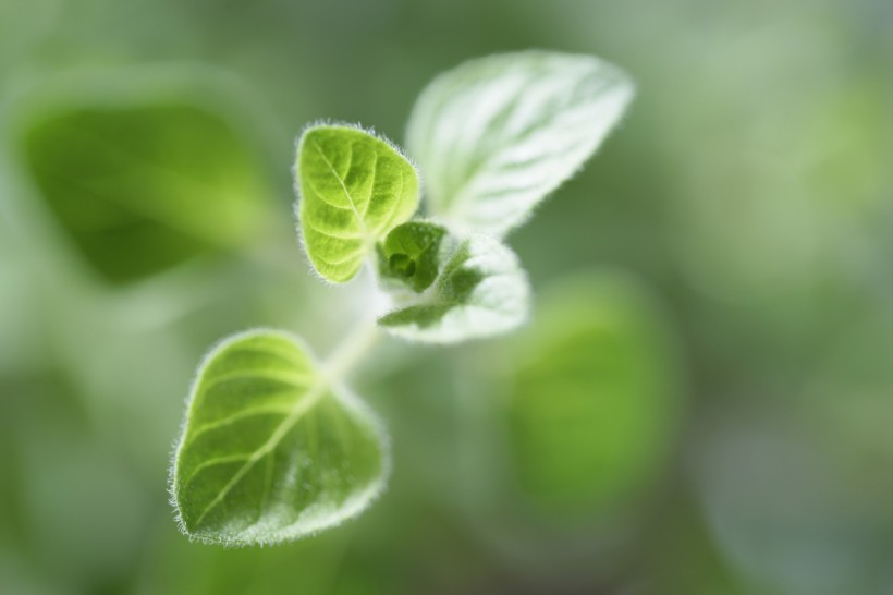 点击大图看下一张：草药图片