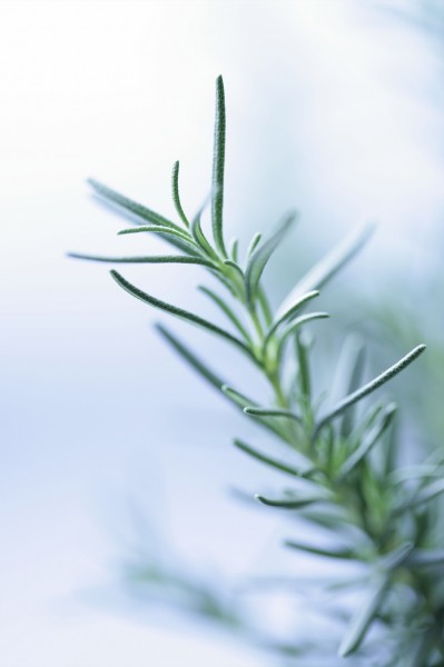 点击大图看下一张：草药图片