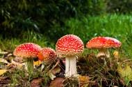 红色的毒蘑菇图片_14张