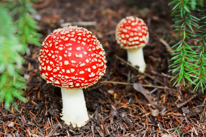 点击大图看下一张：红色的毒蘑菇图片