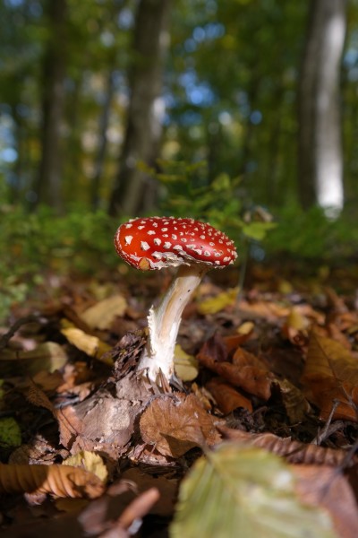 点击大图看下一张：红色的毒蘑菇图片