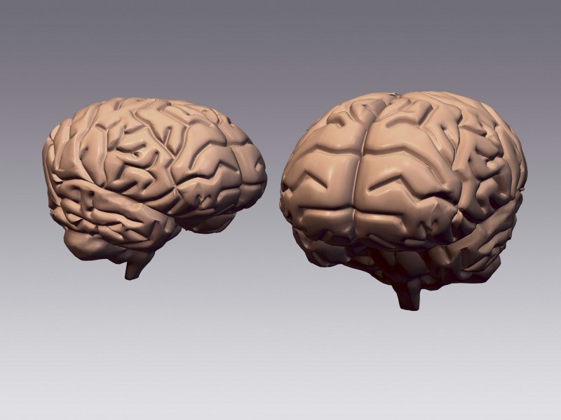 点击大图看下一张：人体大脑图片
