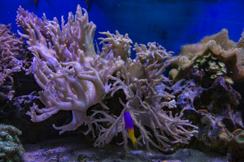 点击大图看下一张：海底的珊瑚礁图片