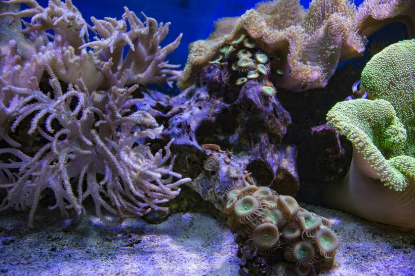 点击大图看下一张：海底的珊瑚礁图片