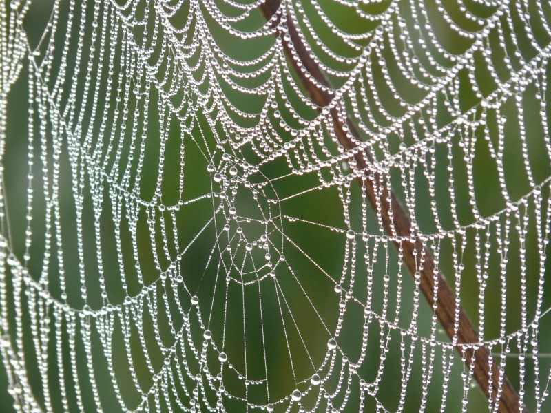 点击大图看下一张：带水珠的蜘蛛网图片