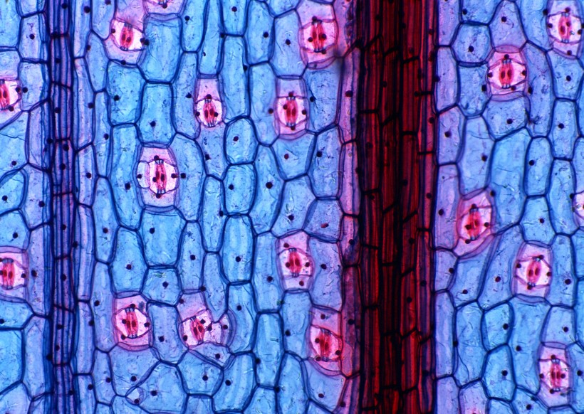 点击大图看下一张：显微镜下的细胞图片
